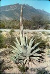 Maguey by Haven L. Miller