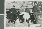 Korean Farmers with Cattle from America, Seoul, South Korea, 1965
