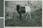 Livestock, Lagos, Nigeria, 1950 by Eldred Echols and Boyd Reese