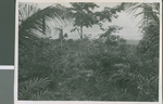Undergrowth, Use Ndon, Nigeria, 1950 by Eldred Echols and Boyd Reese