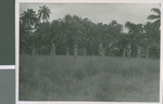 Church Ruins, Use Ndon, Nigeria, 1950 by Eldred Echols and Boyd Reese