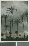 Palm Trees and Weaver Birds, Lagos, Nigeria, 1950 by Eldred Echols and Boyd Reese